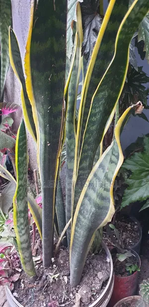 Sneak Tree Flower