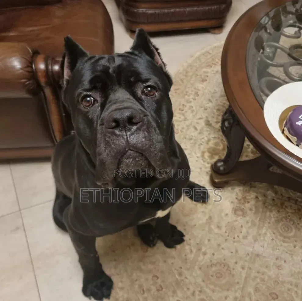 1-3 months Male Purebred Cane Corso