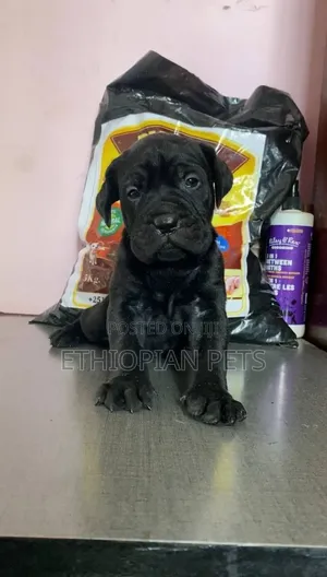 1-3 months Male Purebred Cane Corso