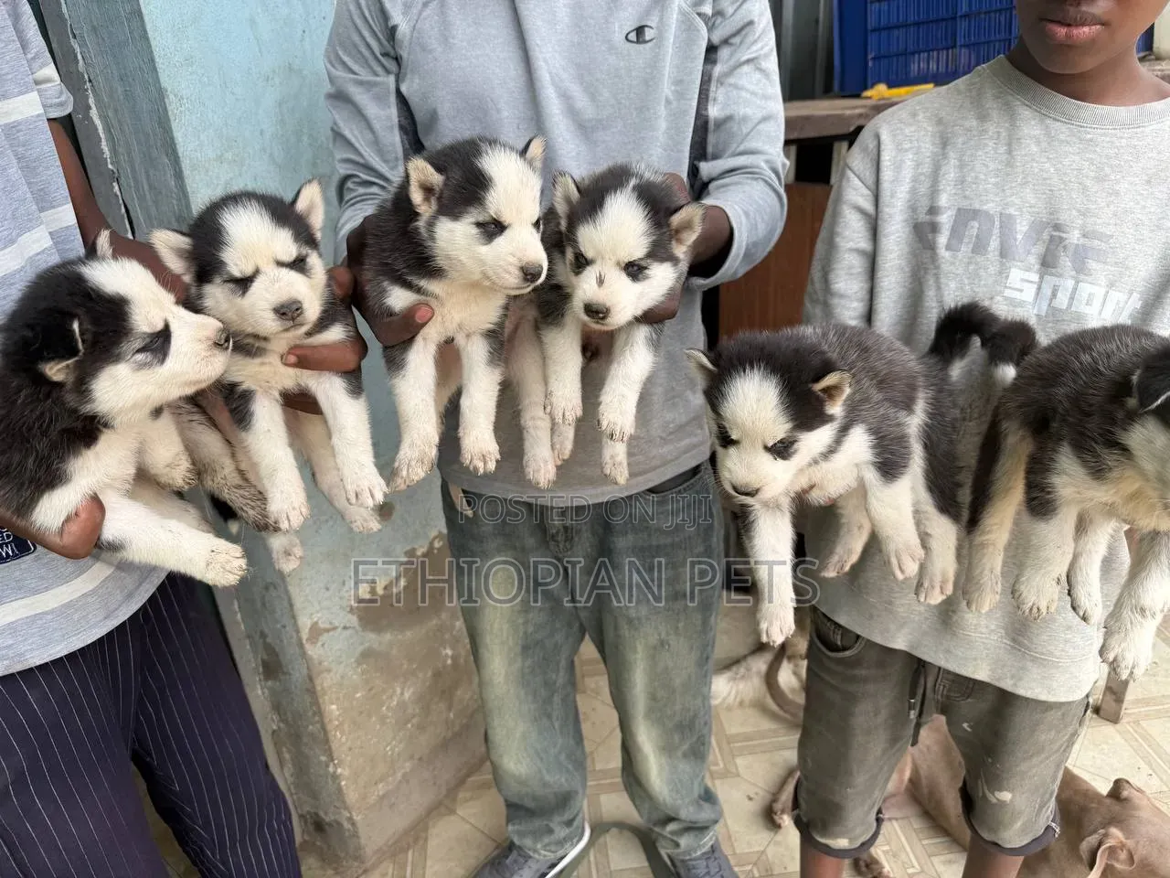 1-3 months Male Purebred Siberian Husky