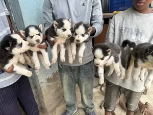 1-3 months Male Purebred Siberian Husky