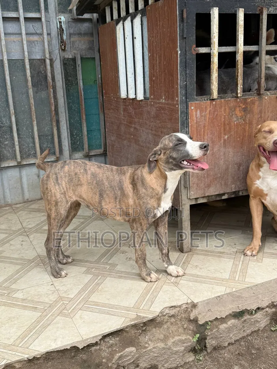 3-6 months Male Purebred American Pit Bull Terrier