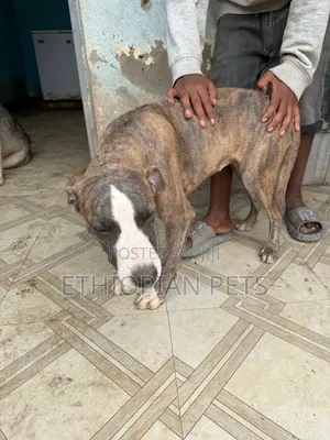 3-6 months Male Purebred American Pit Bull Terrier