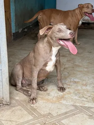 3-6 months Male Purebred American Pit Bull Terrier