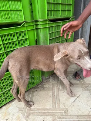 3-6 months Male Purebred American Pit Bull Terrier