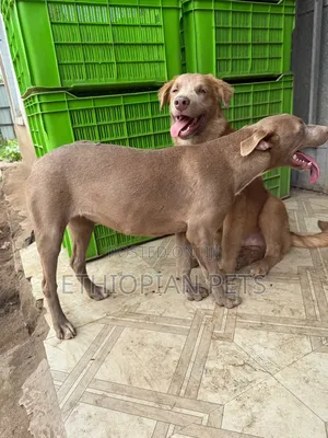 3-6 months Male Purebred American Pit Bull Terrier