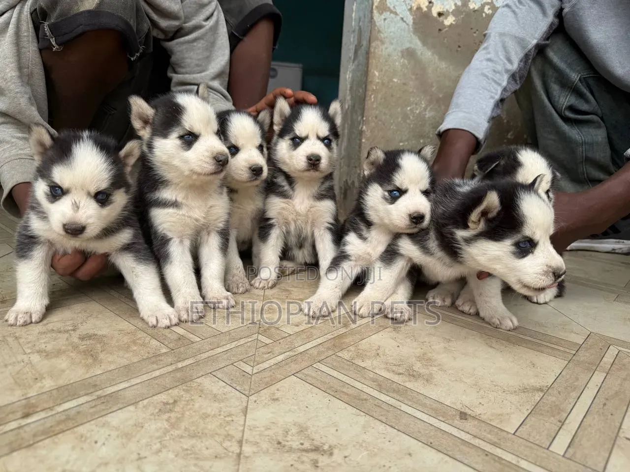 1-3 months Male Purebred Siberian Husky