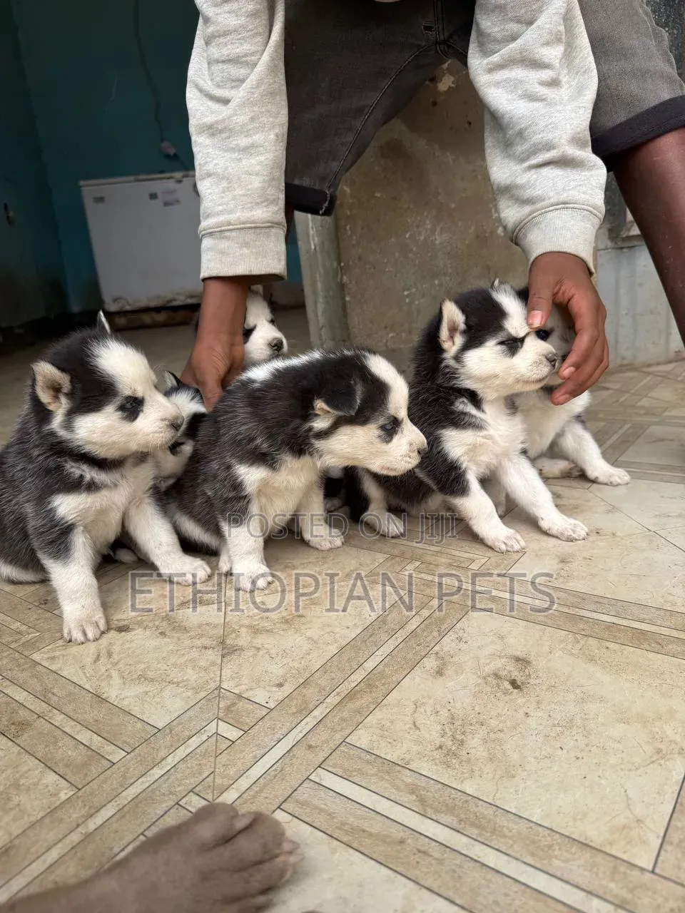 1-3 months Male Purebred Siberian Husky