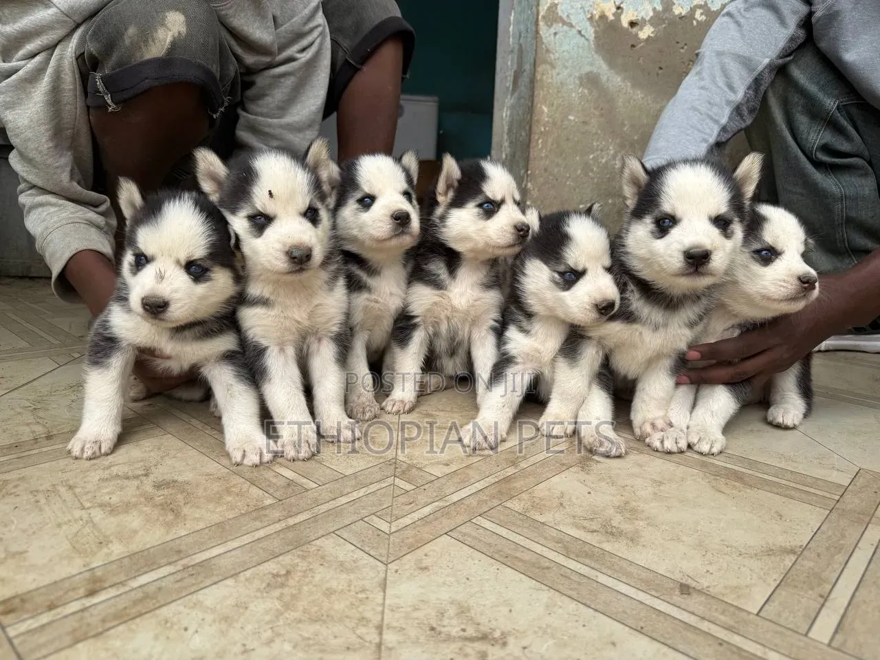 1-3 months Male Purebred Siberian Husky