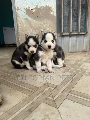 1-3 months Male Purebred Siberian Husky