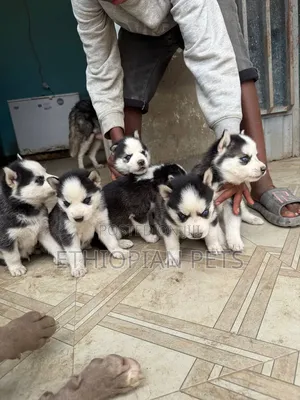 1-3 months Male Purebred Siberian Husky