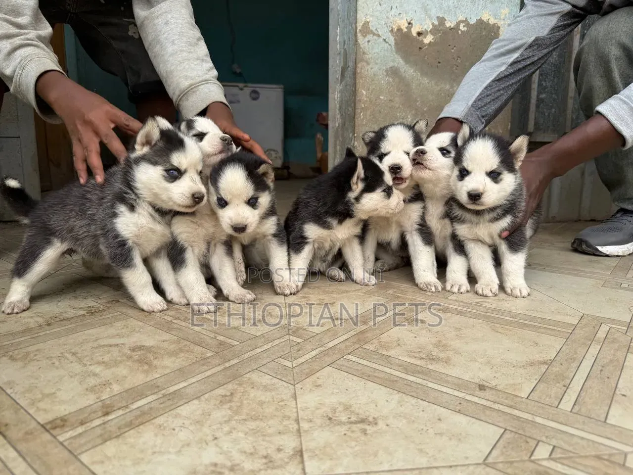 1-3 months Male Purebred Siberian Husky