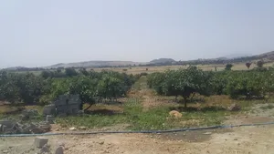 Urba Agriculture