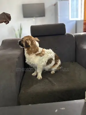 3-6 months Male Mixed Breed Maltese