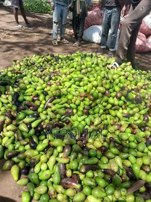 PSG Seed and Seedling Supplier