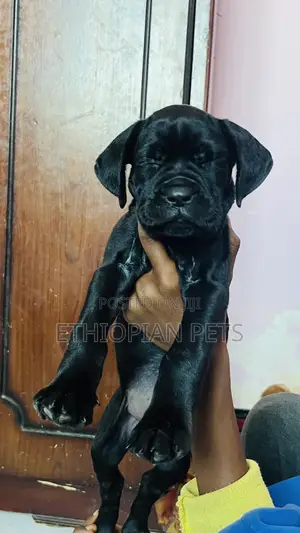 1-3 months Female Purebred Cane Corso