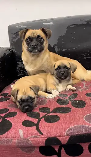 1-3 months Female Purebred Pug