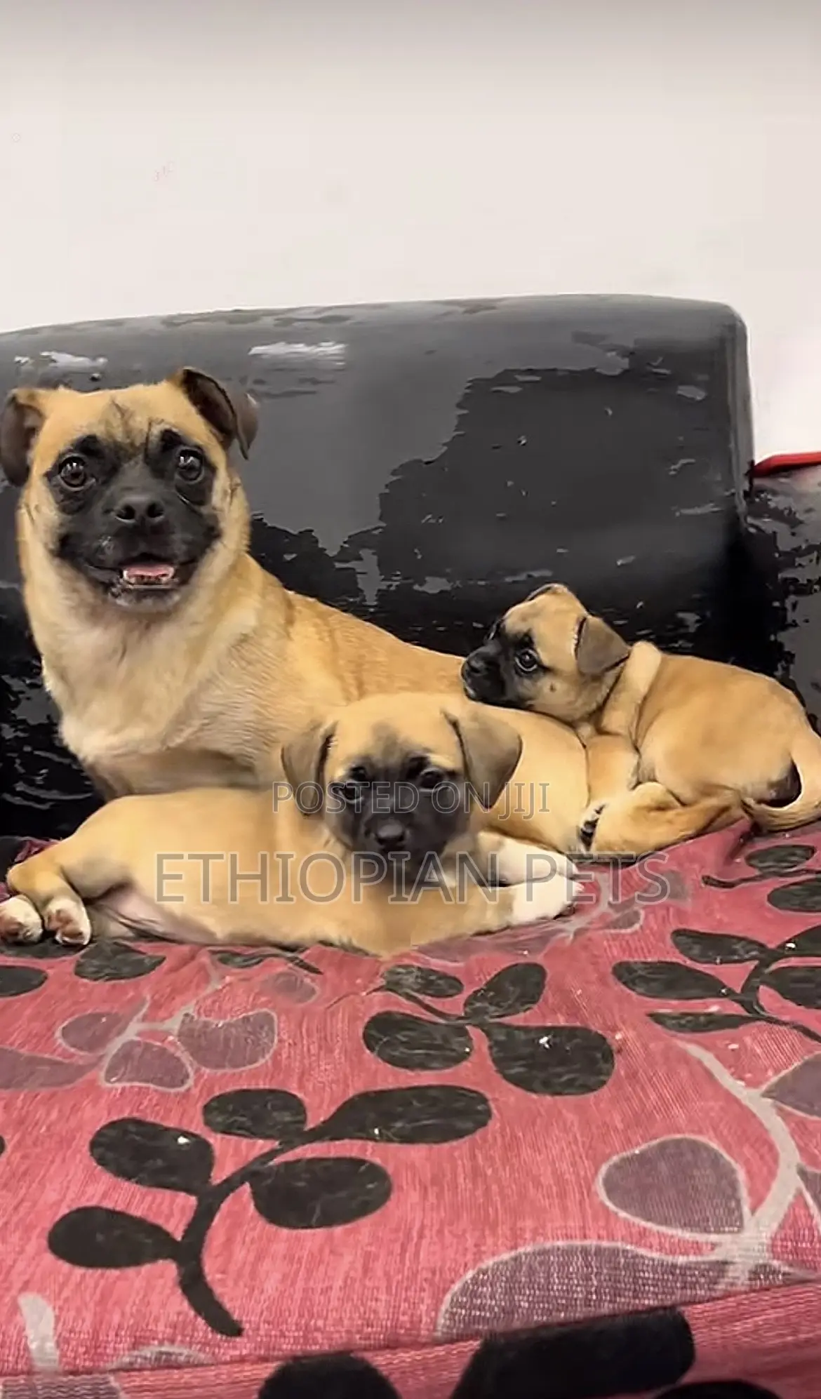 1-3 months Female Purebred Pug