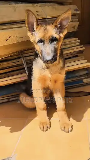 1-3 months Female Purebred German Shepherd