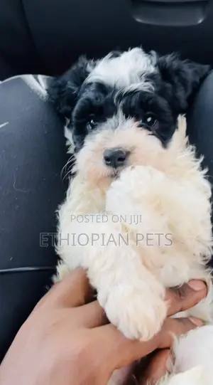 1-3 months Female Purebred Havanese
