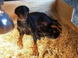 1-3 months Male Purebred Doberman Pinscher