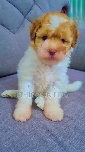 1-3 months Female Purebred Havanese