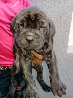 1-3 months Male Purebred Mastiff