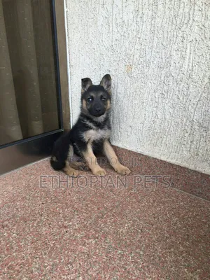 1-3 months Male Purebred German Shepherd