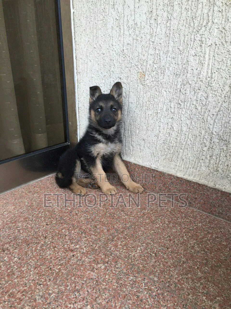 1-3 months Male Purebred German Shepherd