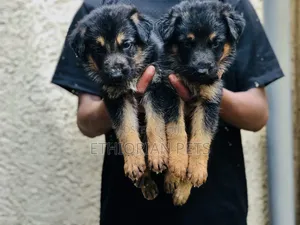 1-3 months Male Purebred German Shepherd