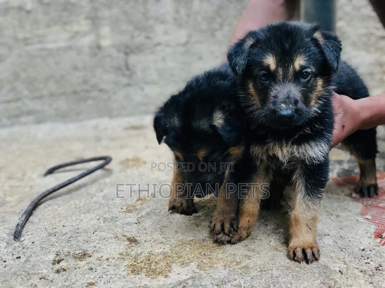 1-3 months Male Purebred German Shepherd