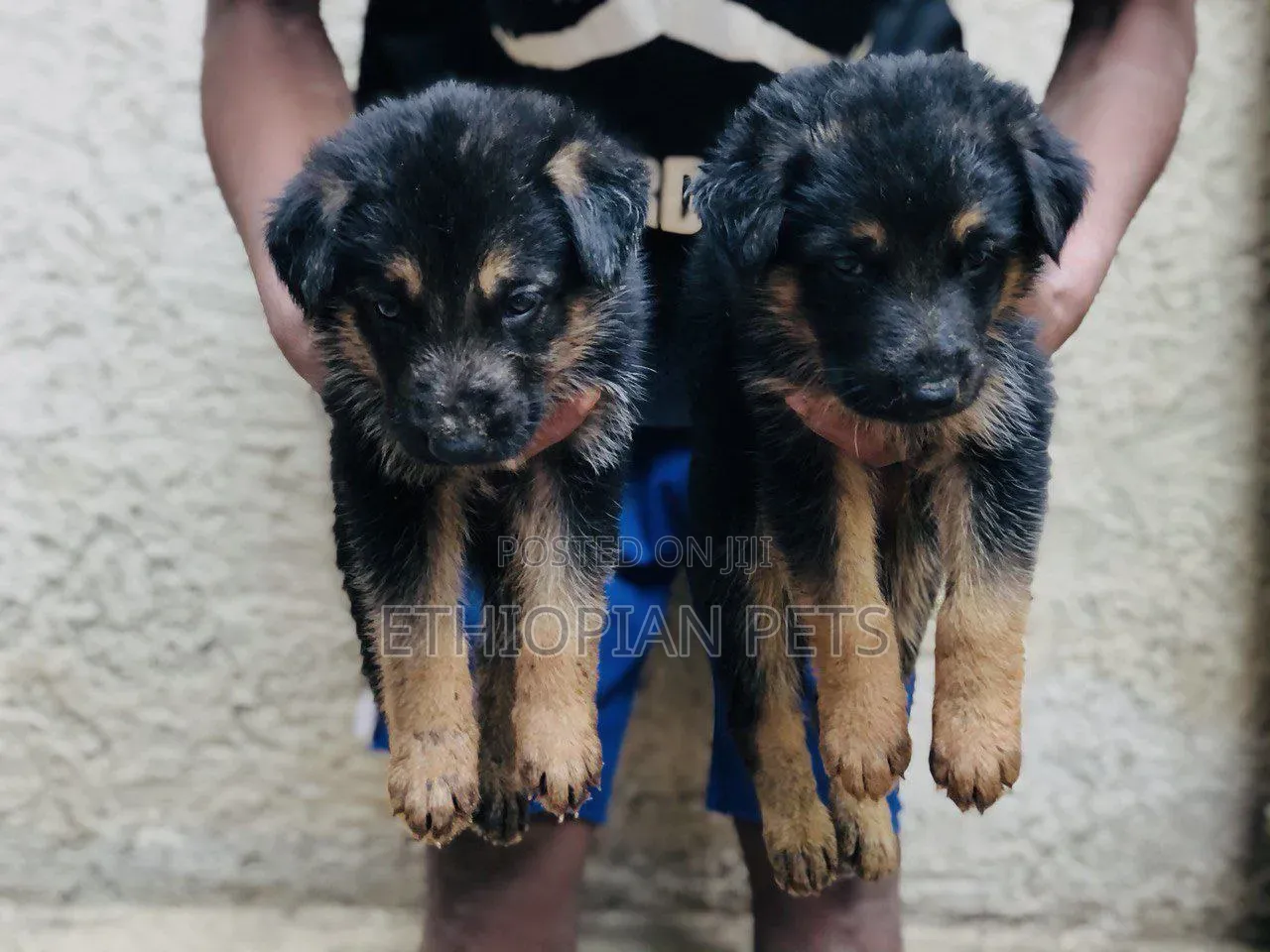 1-3 months Male Purebred German Shepherd