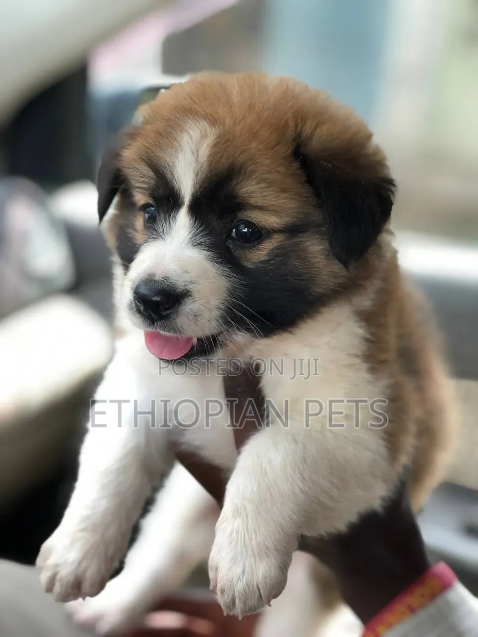 1-3 months Male Mixed Breed Havanese