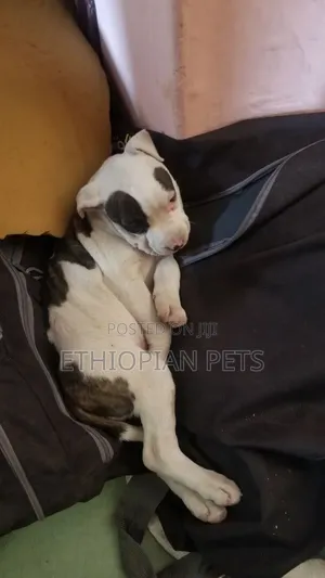 1-3 months Male Purebred American Bully