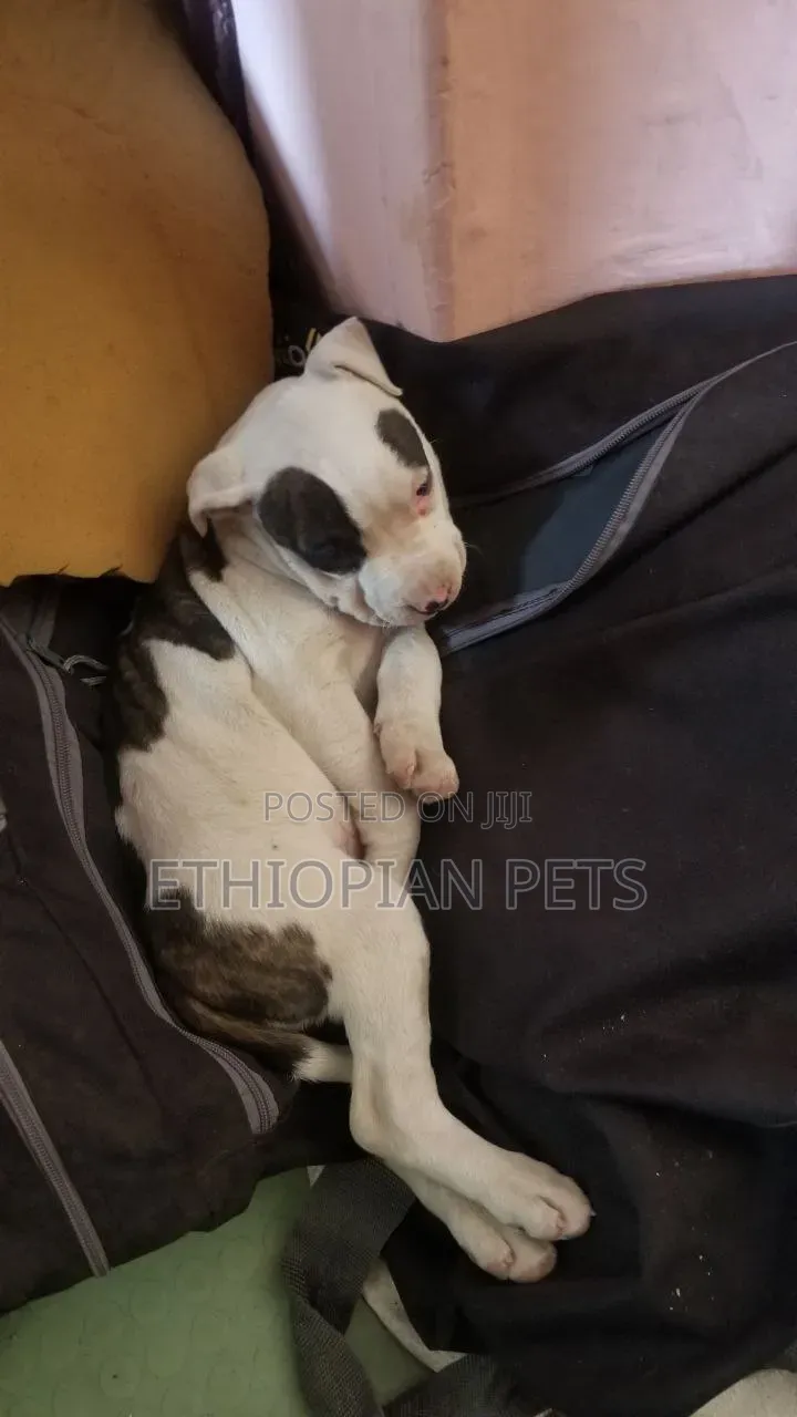 1-3 months Male Purebred American Bully