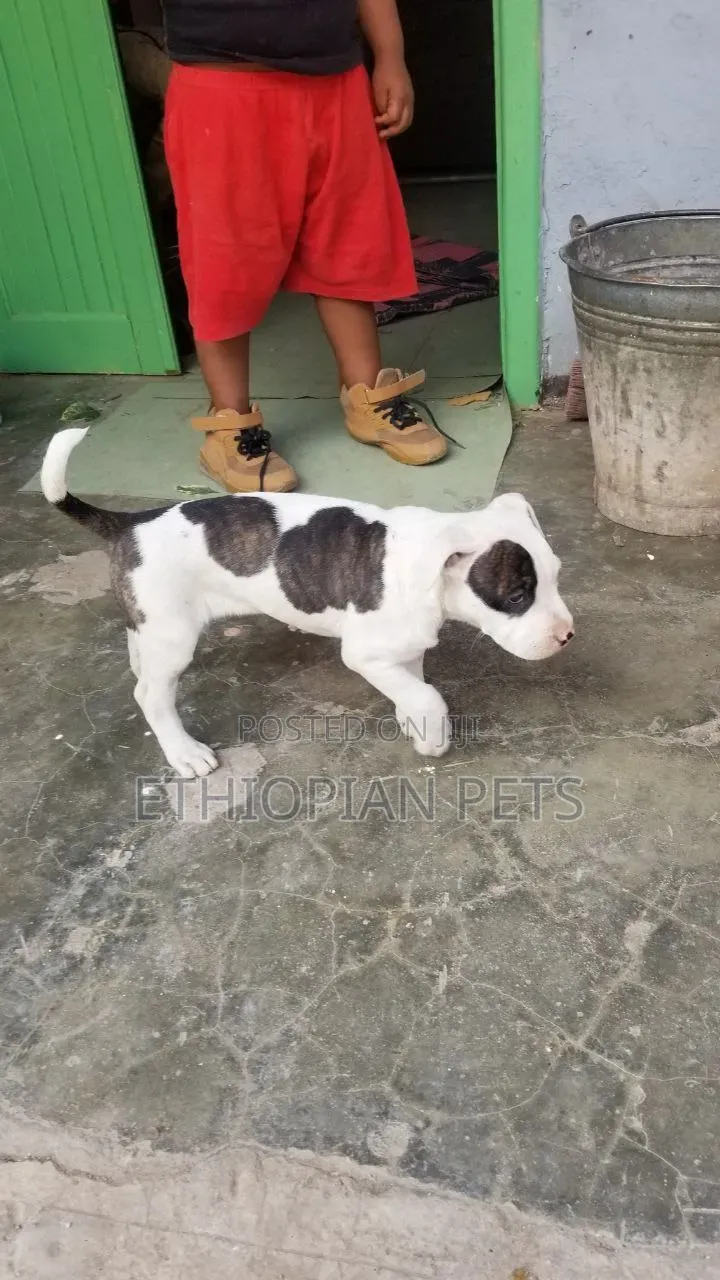 1-3 months Male Purebred American Bully