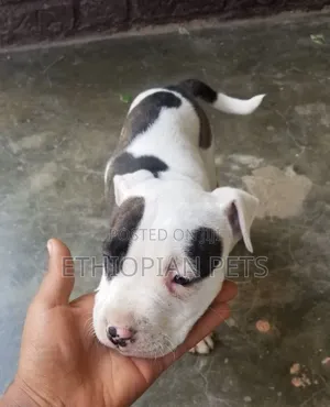 1-3 months Male Purebred American Bully