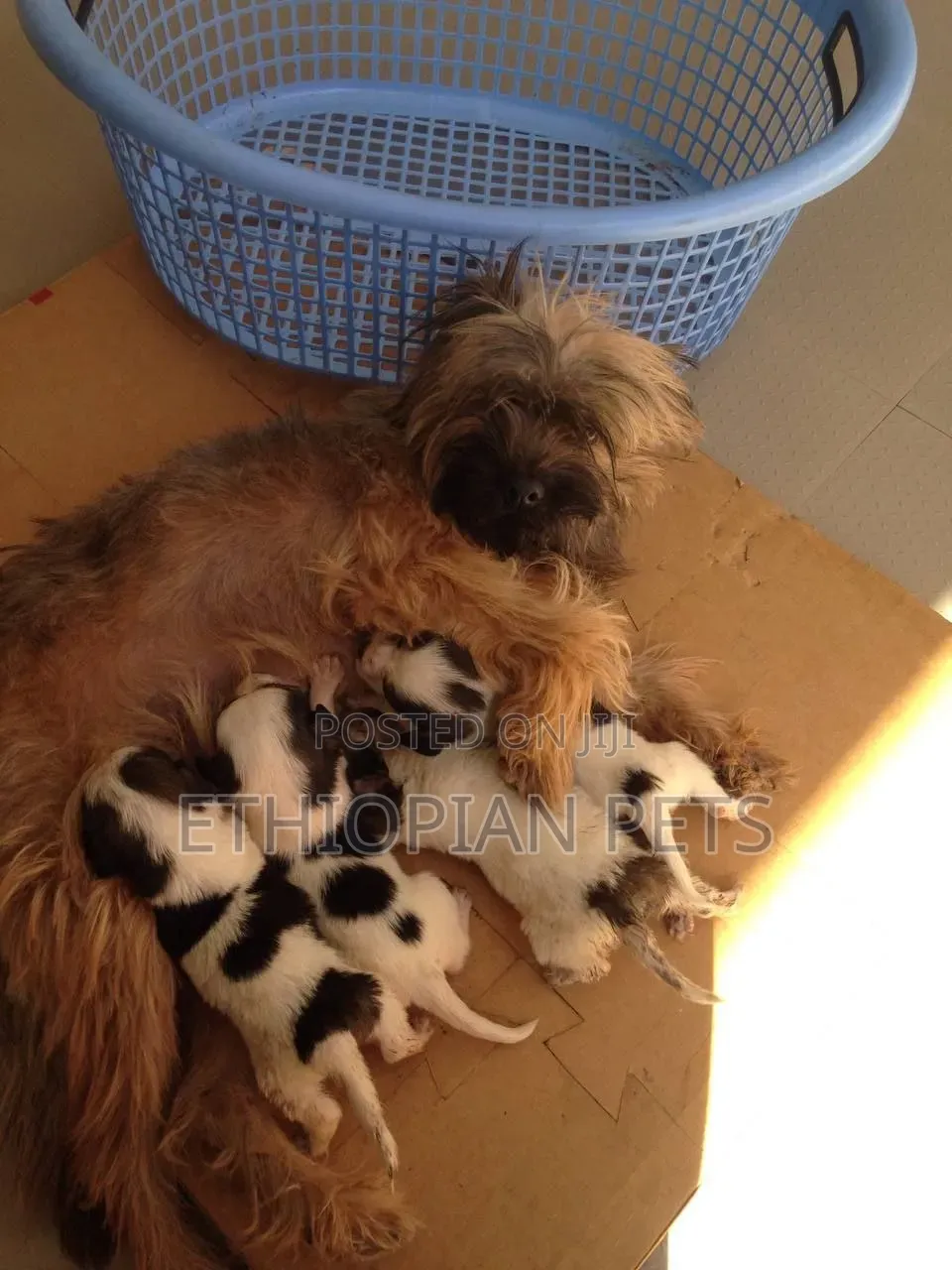 1-3 months Female Purebred Havanese