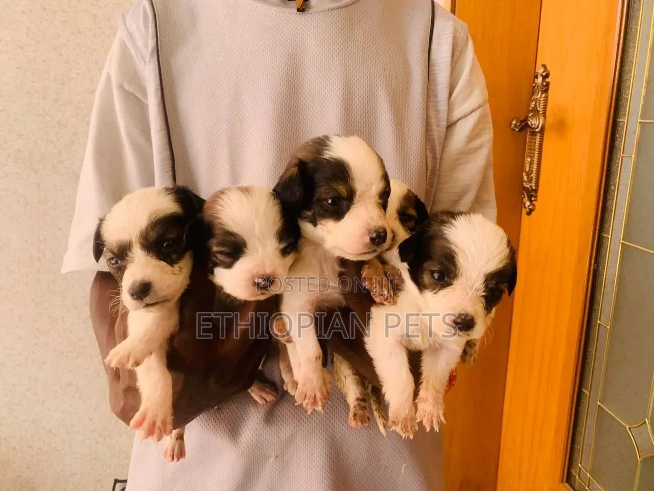 1-3 months Female Purebred Havanese