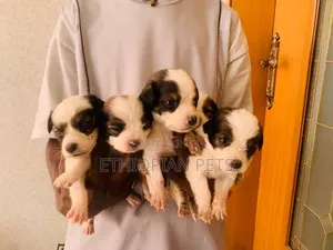 1-3 months Female Purebred Havanese