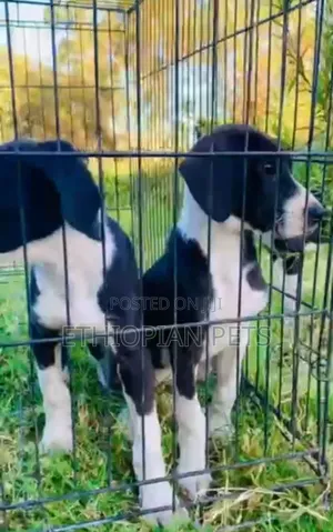 1-3 months Male Purebred Great Dane