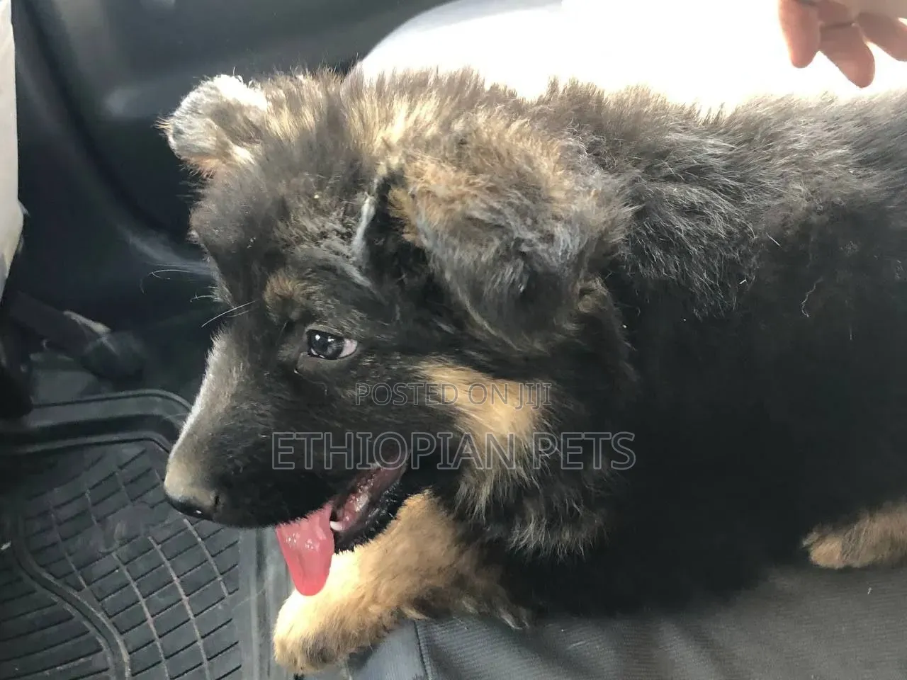 1-3 months Male Purebred German Shepherd