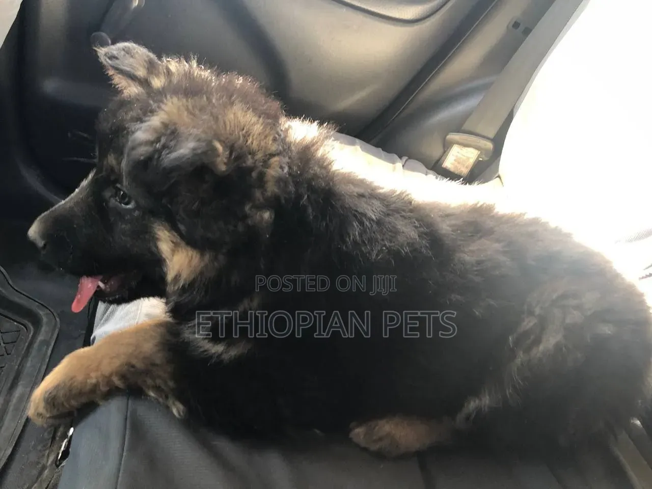 1-3 months Male Purebred German Shepherd