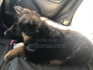 1-3 months Male Purebred German Shepherd