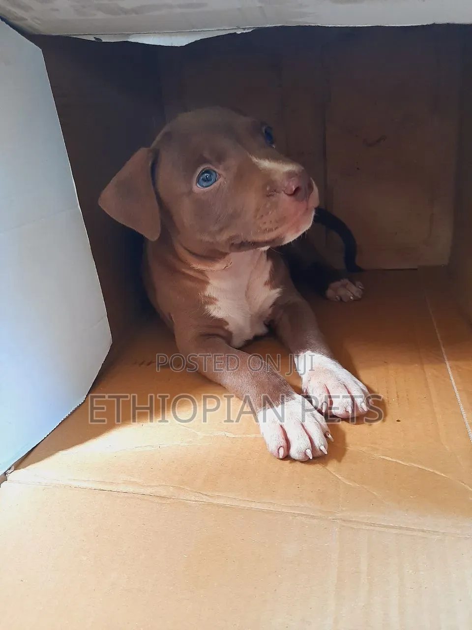 1-3 months Male Purebred American Pit Bull Terrier
