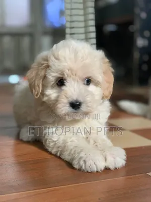 1-3 months Male Purebred Maltipoo