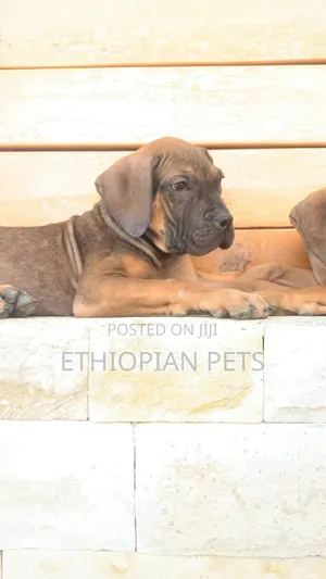 1-3 months Male Purebred Boerboel