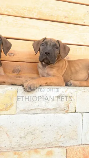 1-3 months Male Purebred Boerboel