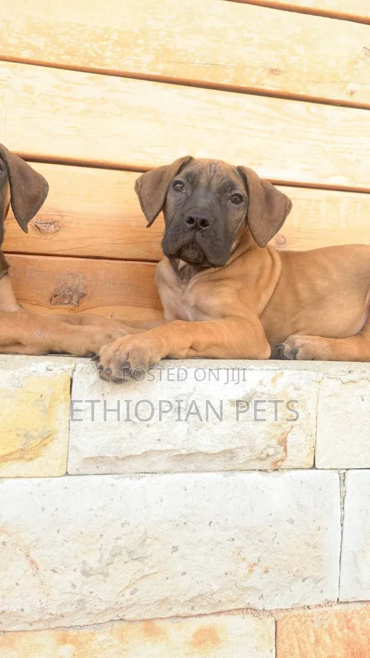 1-3 months Male Purebred Boerboel