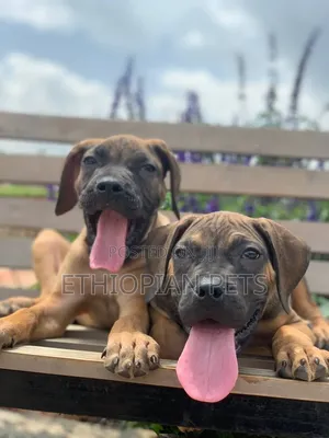 1-3 months Male Purebred Boerboel